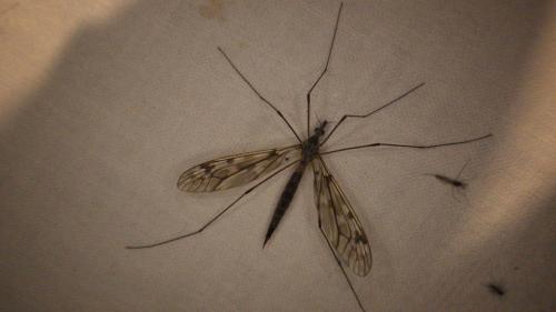 Réf. 273 679 : Tipula sp.